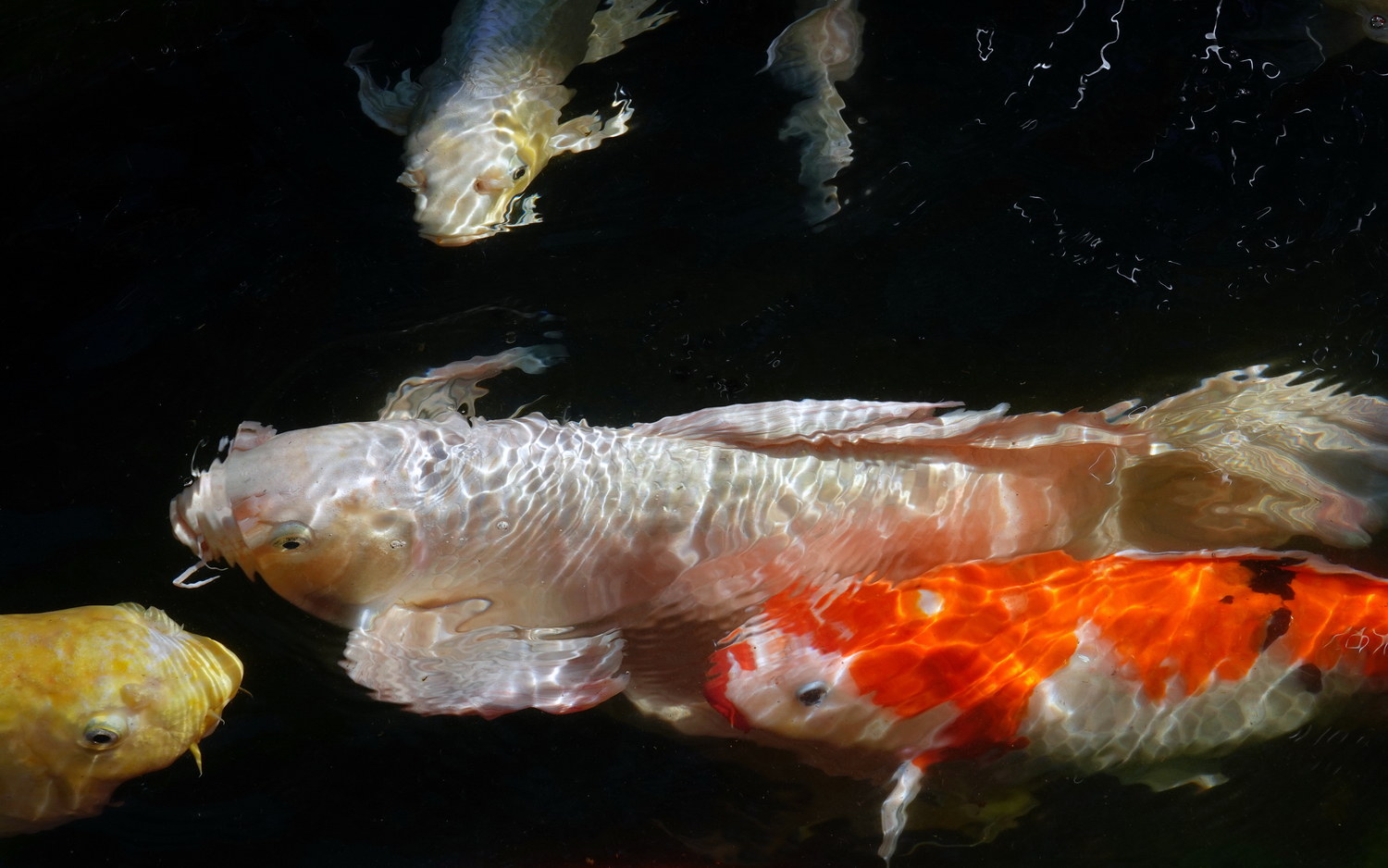 陳永鑑_錦鯉遊緃_20201224i.jpg
