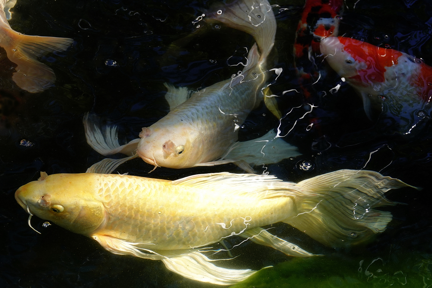 陳永鑑_錦鯉遊緃_20201224e.jpg
