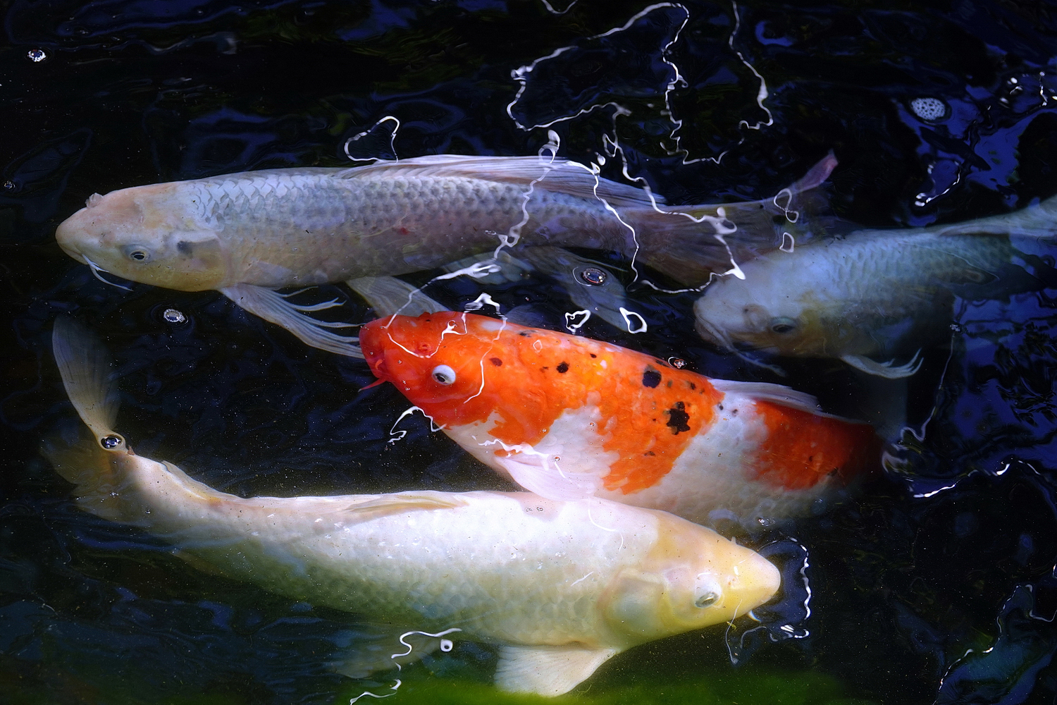 陳永鑑_錦鯉遊緃_20201224f.jpg
