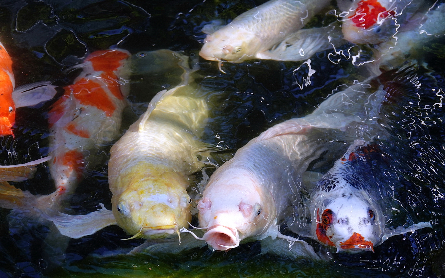 陳永鑑_錦鯉遊緃_20201224d.jpg