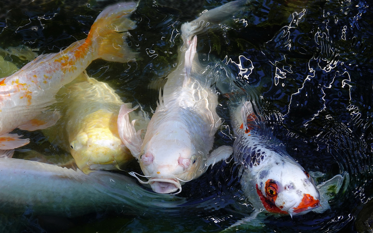 陳永鑑_錦鯉遊緃_20201224c.jpg