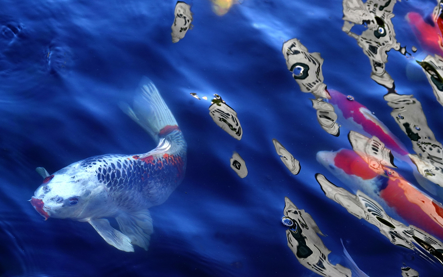 陳永鑑_錦鯉遊緃_20201224b.jpg