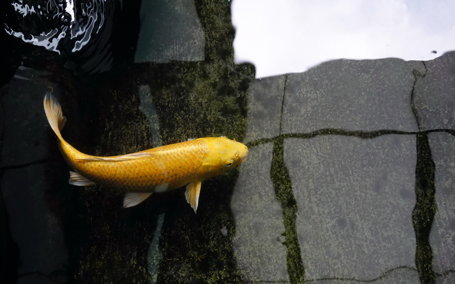 陳永鑑_錦鯉遊緃_20201228c.jpg