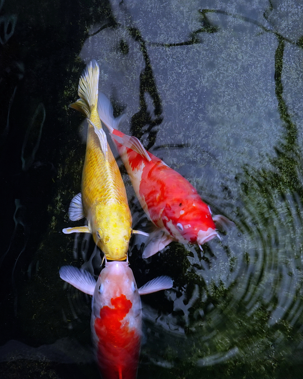 陳永鑑_錦鯉遊緃_20201228b.jpg
