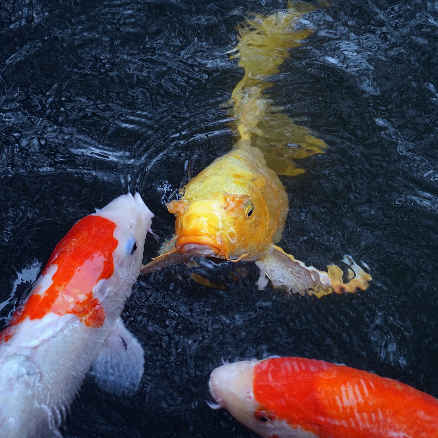 陳永鑑_錦鯉遊緃_20201230f.jpg
