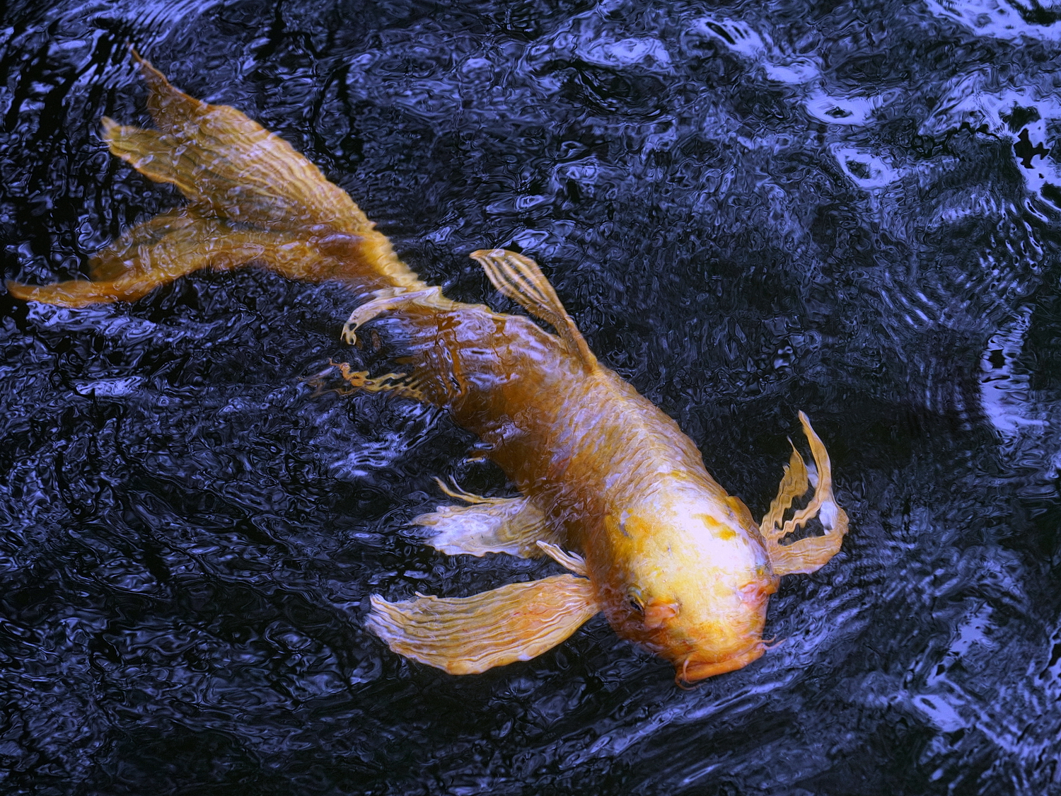 陳永鑑_錦鯉遊緃_20201230e.jpg