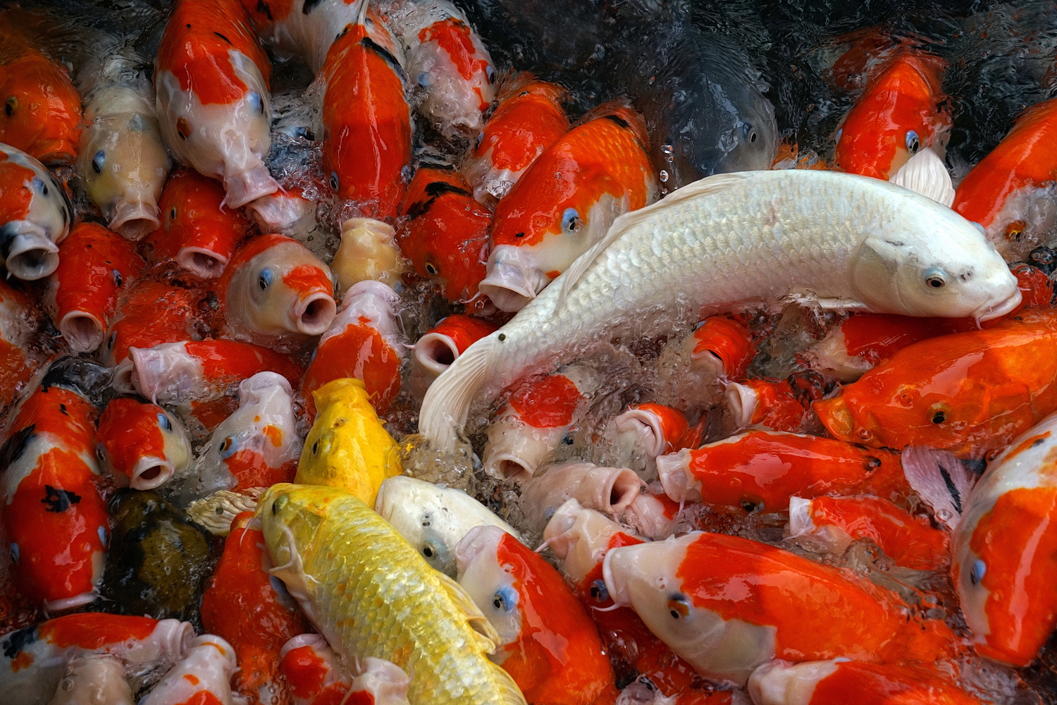 陳永鑑_錦鯉遊緃_20201230d.jpg