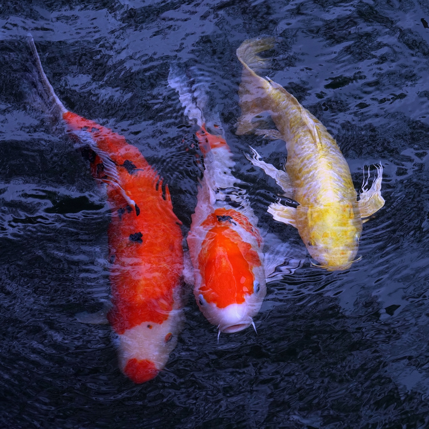 陳永鑑_錦鯉遊緃_20201230c.jpg