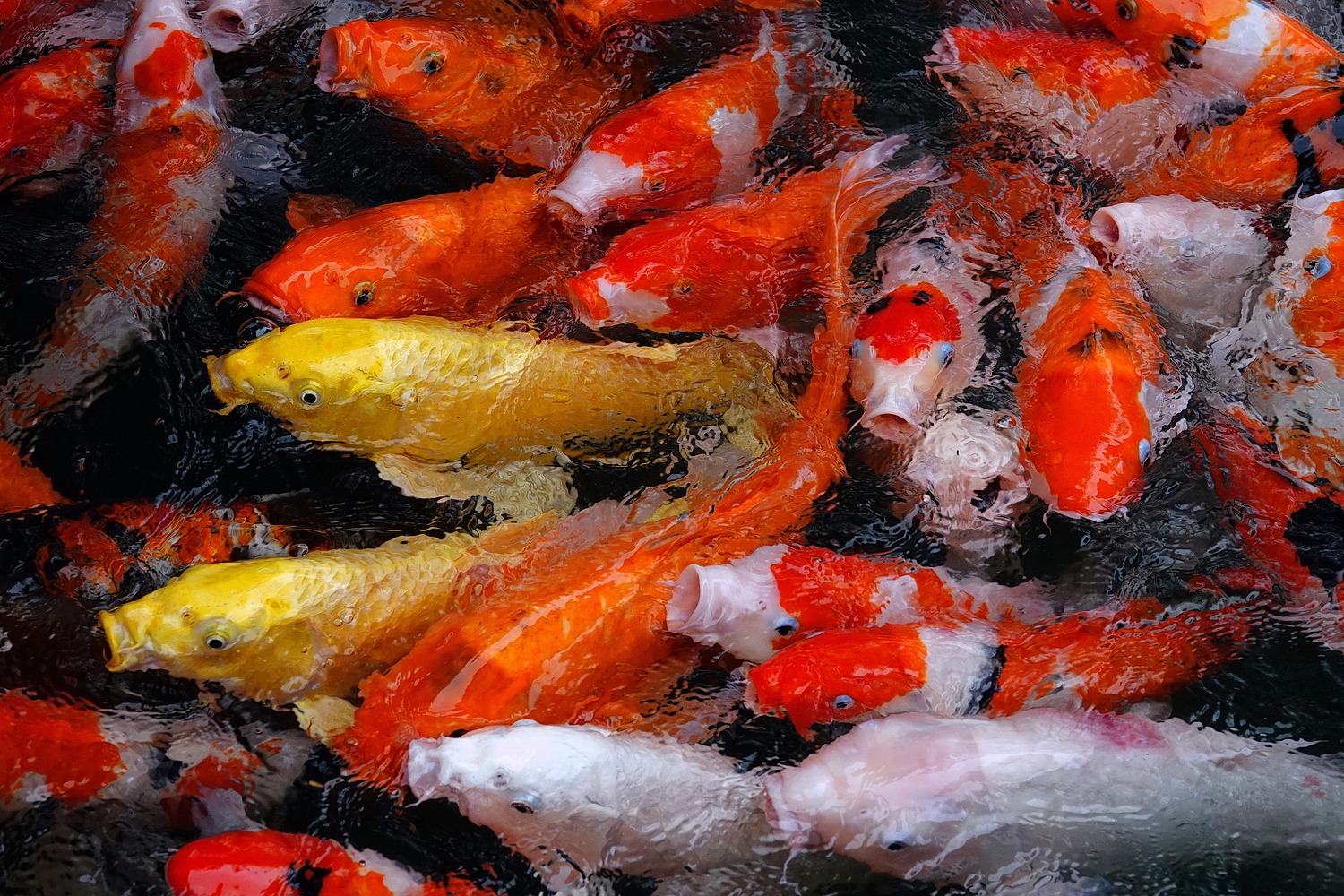 陳永鑑_錦鯉遊緃_20201231f.jpg