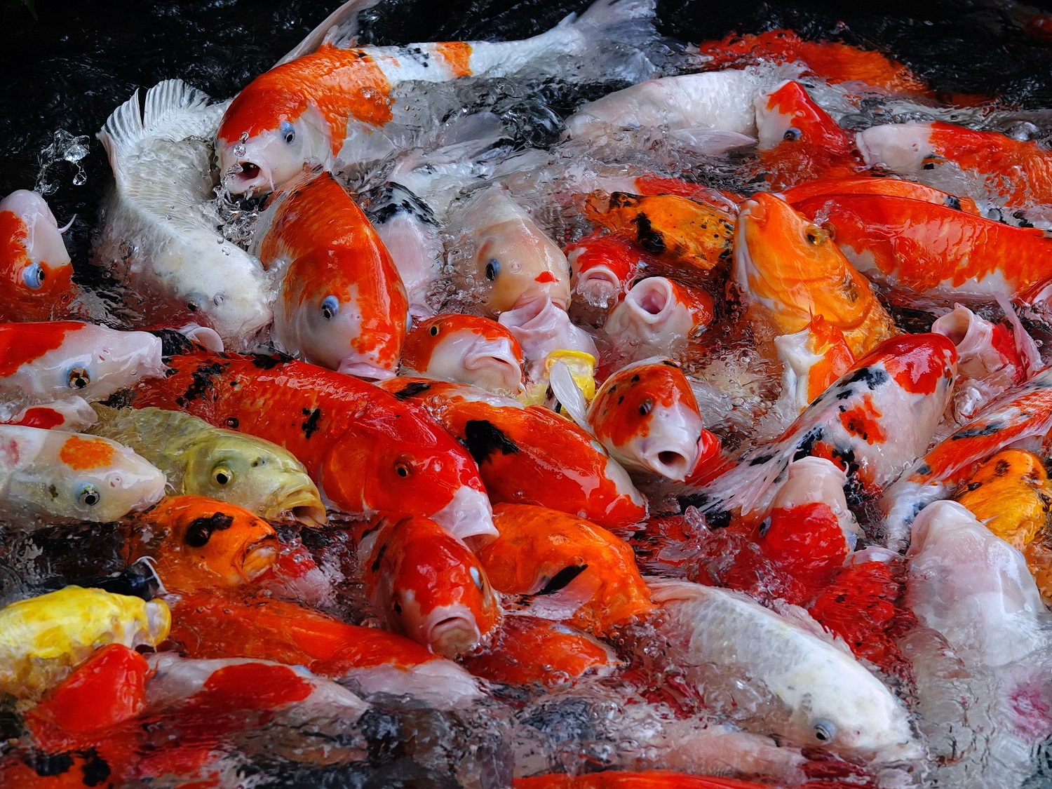 陳永鑑_錦鯉遊緃_20201231c.jpg