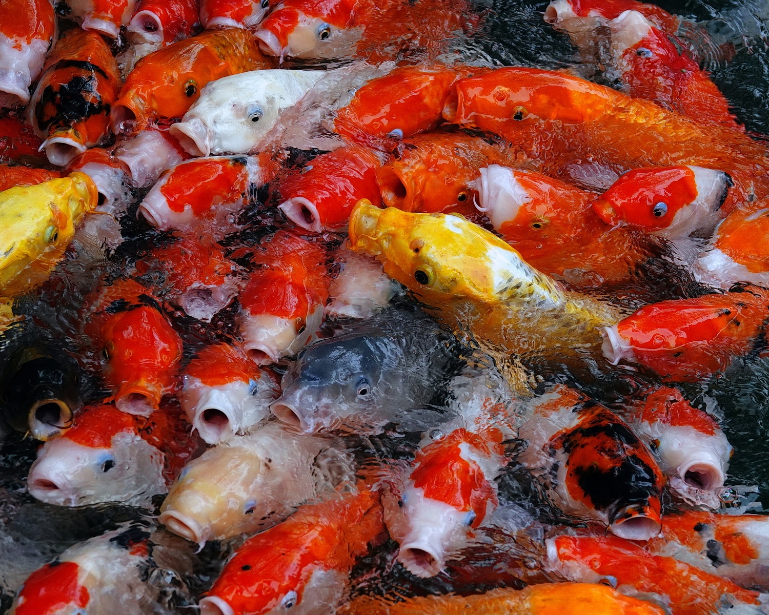 陳永鑑_錦鯉遊緃_20201231b.jpg