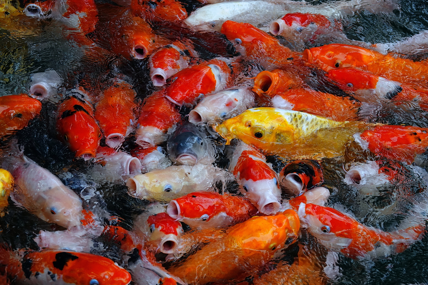 陳永鑑_錦鯉遊緃_20201231a.jpg