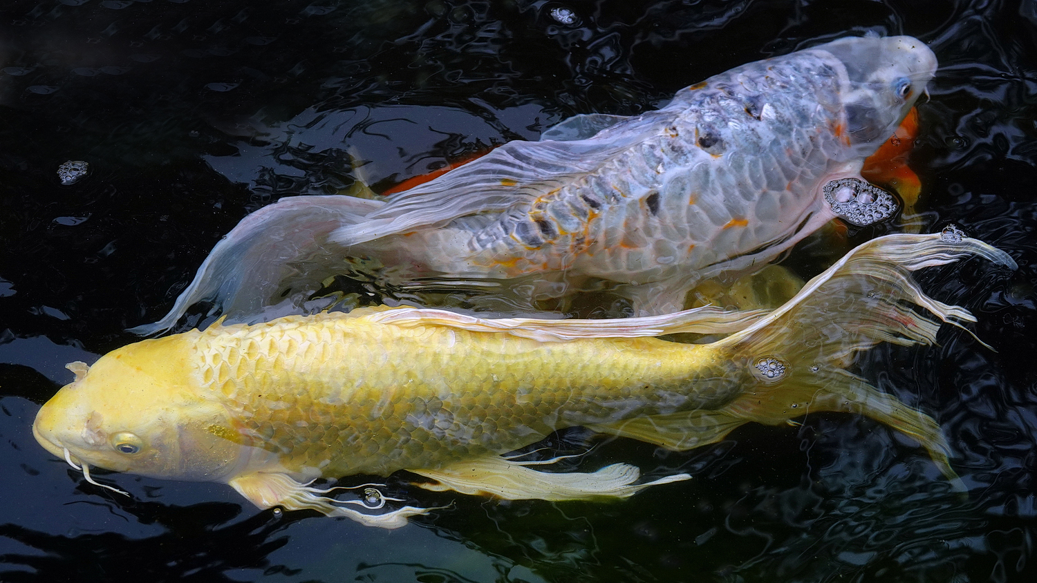 陳永鑑_錦鯉遊緃_20210101j.jpg