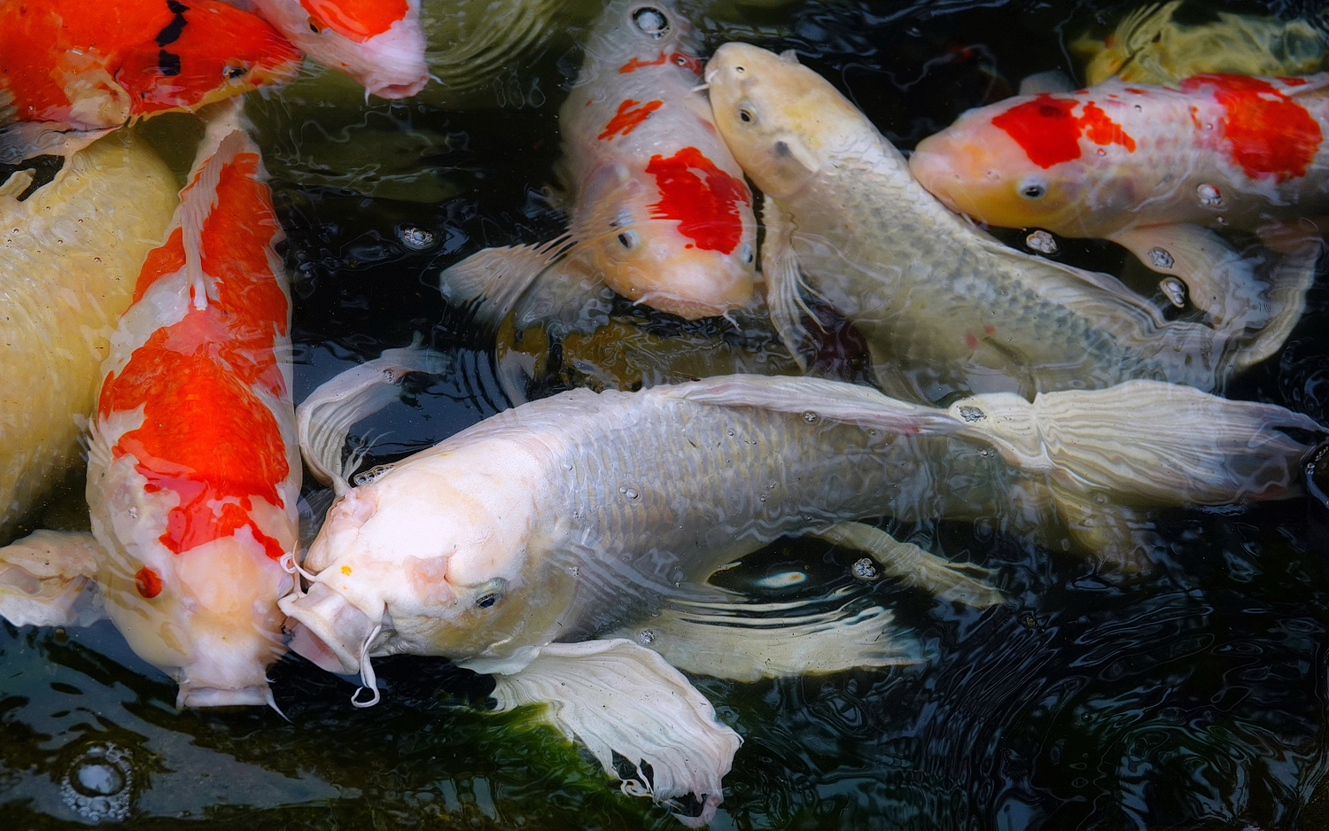陳永鑑_錦鯉遊緃_20210108n.jpg