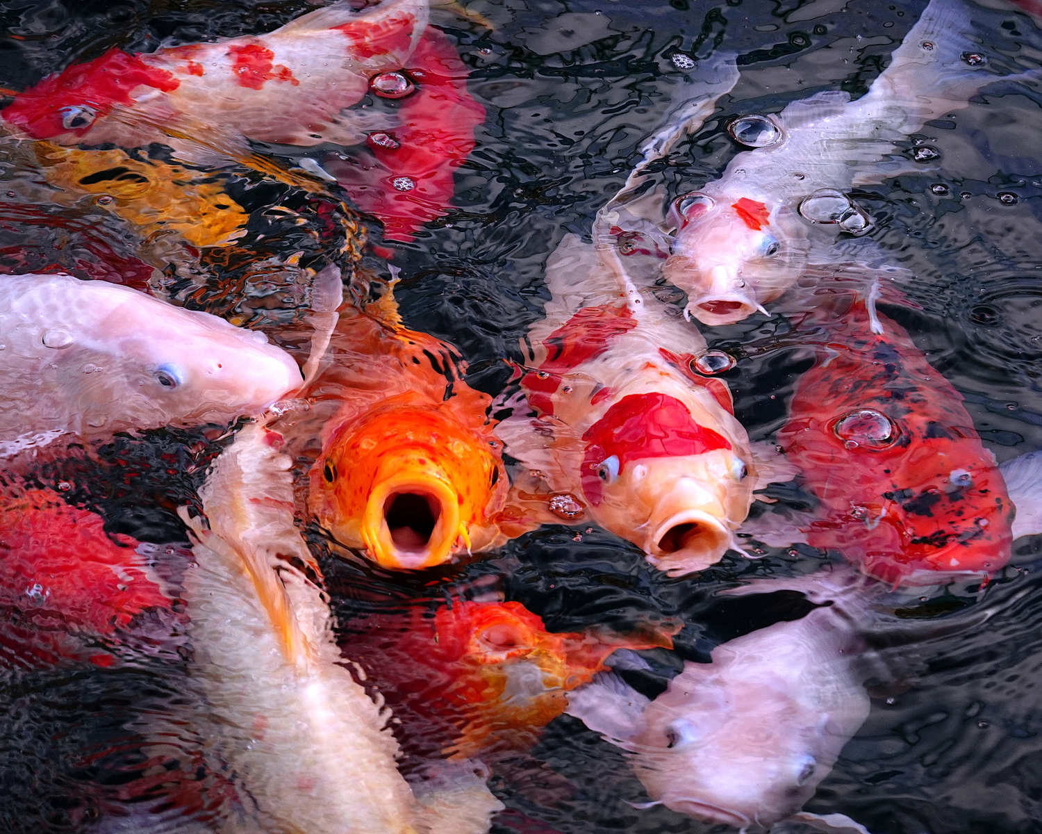 陳永鑑_錦鯉遊緃_20210109c.jpg