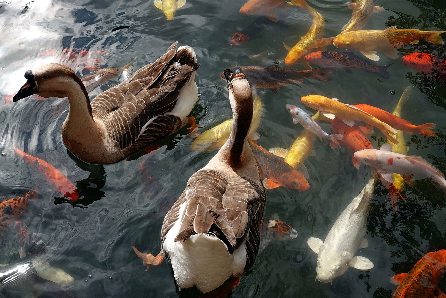 陳永鑑_錦鯉遊緃_20210111l.jpg
