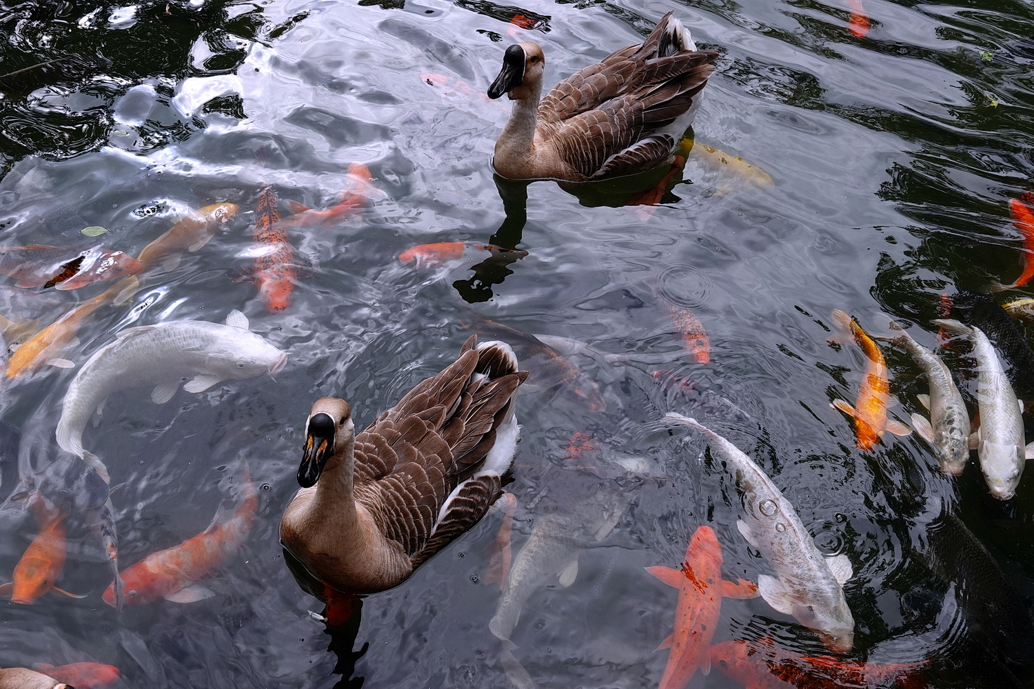 陳永鑑_錦鯉遊緃_20210111v.jpg