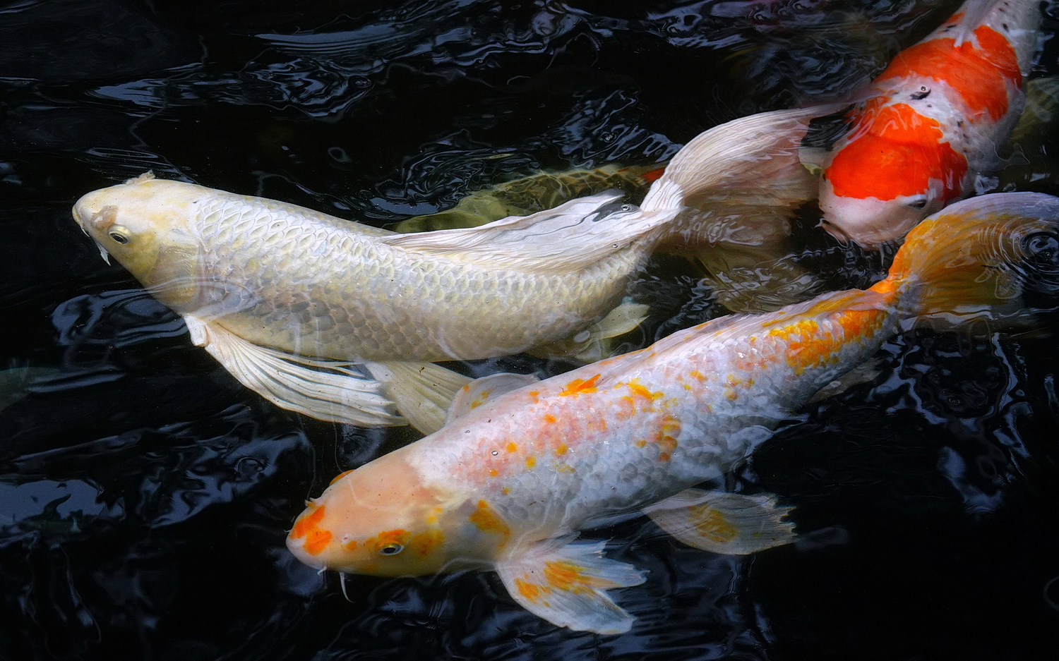 陳永鑑_錦鯉遊緃_20210113e.jpg