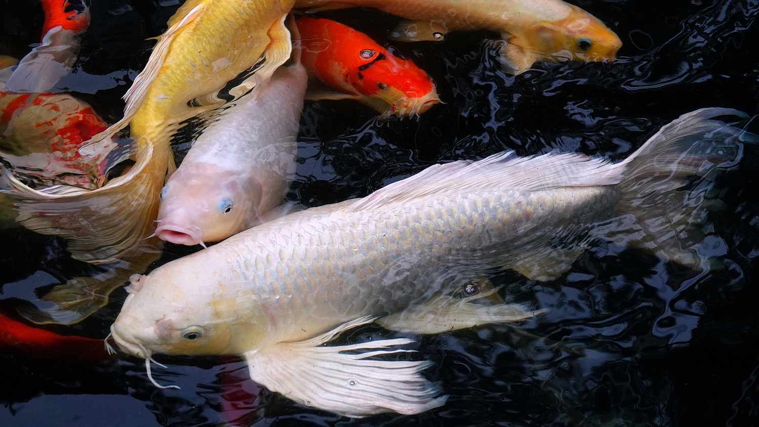 陳永鑑_錦鯉遊緃_20210113f.jpg