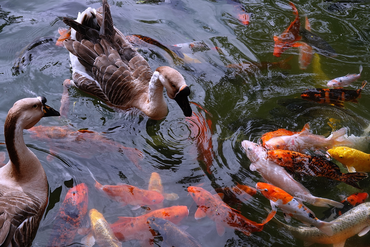 陳永鑑_錦鯉遊緃_20210114h.jpg