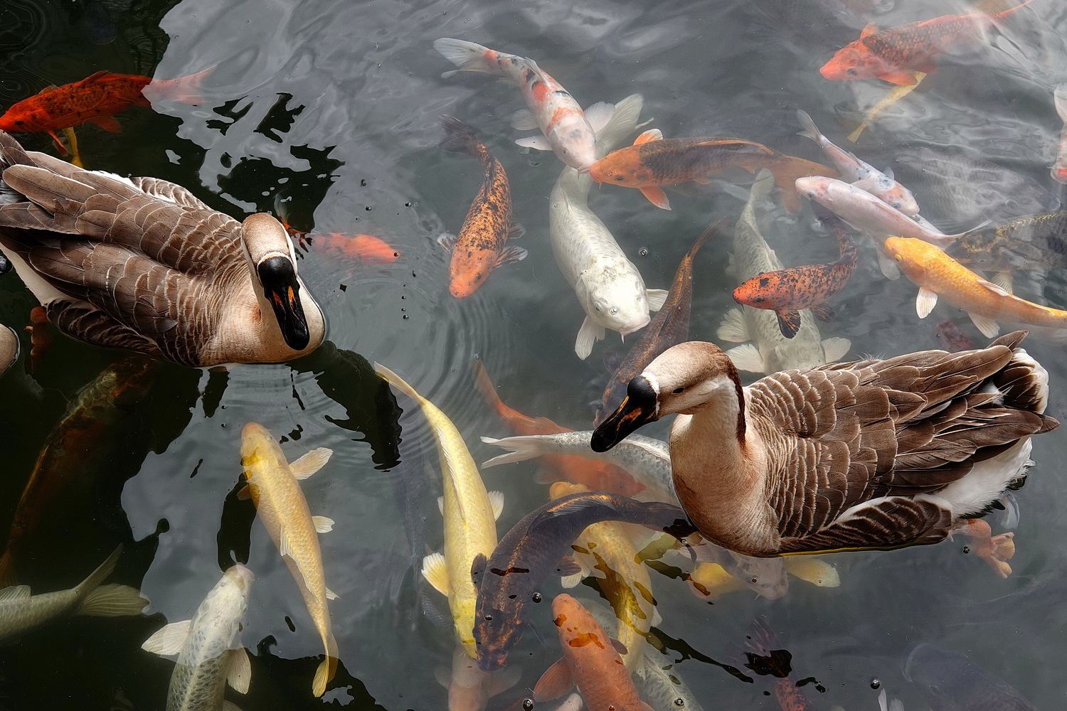 陳永鑑_錦鯉遊緃_20210114d.jpg