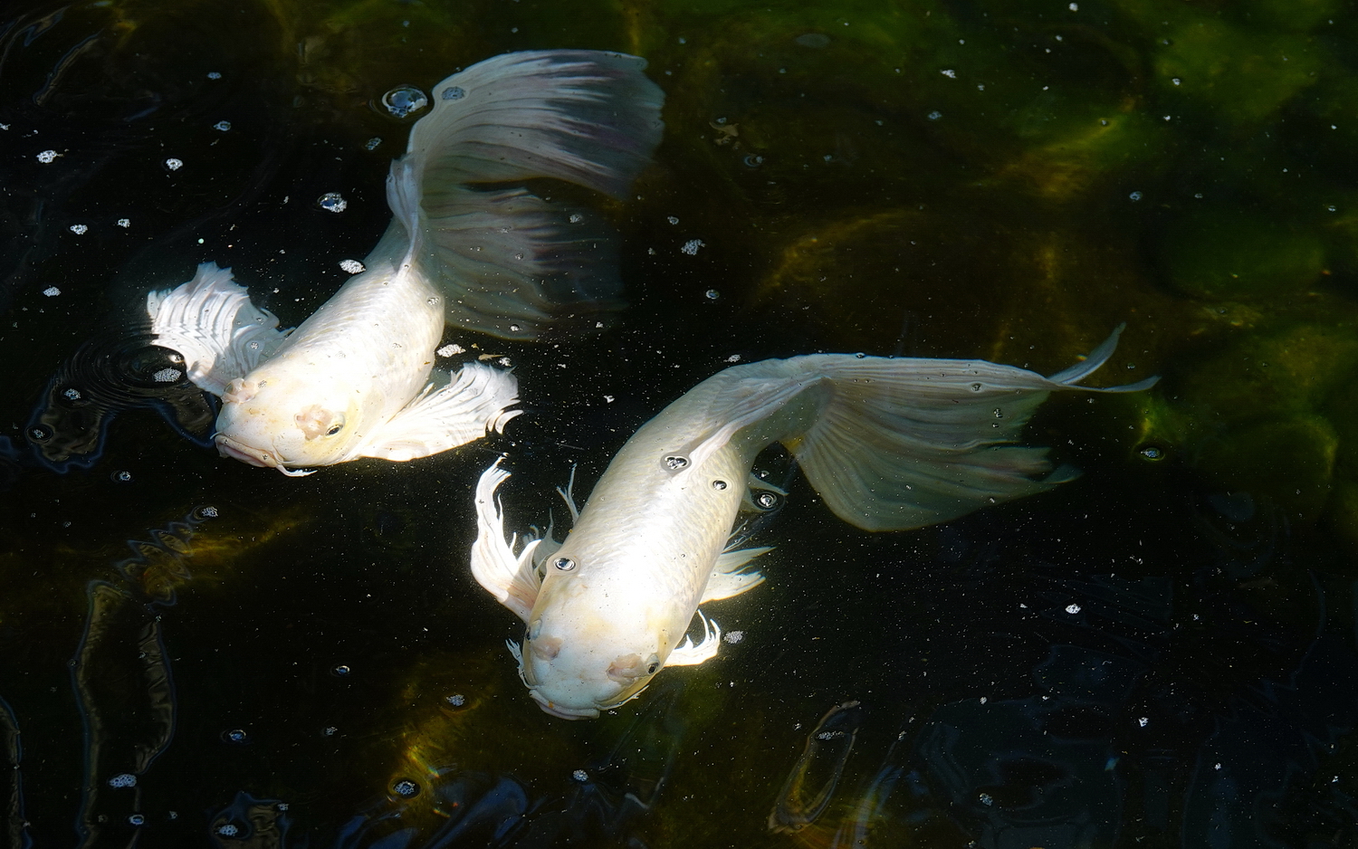 陳永鑑_錦鯉遊緃_20210114f1.jpg