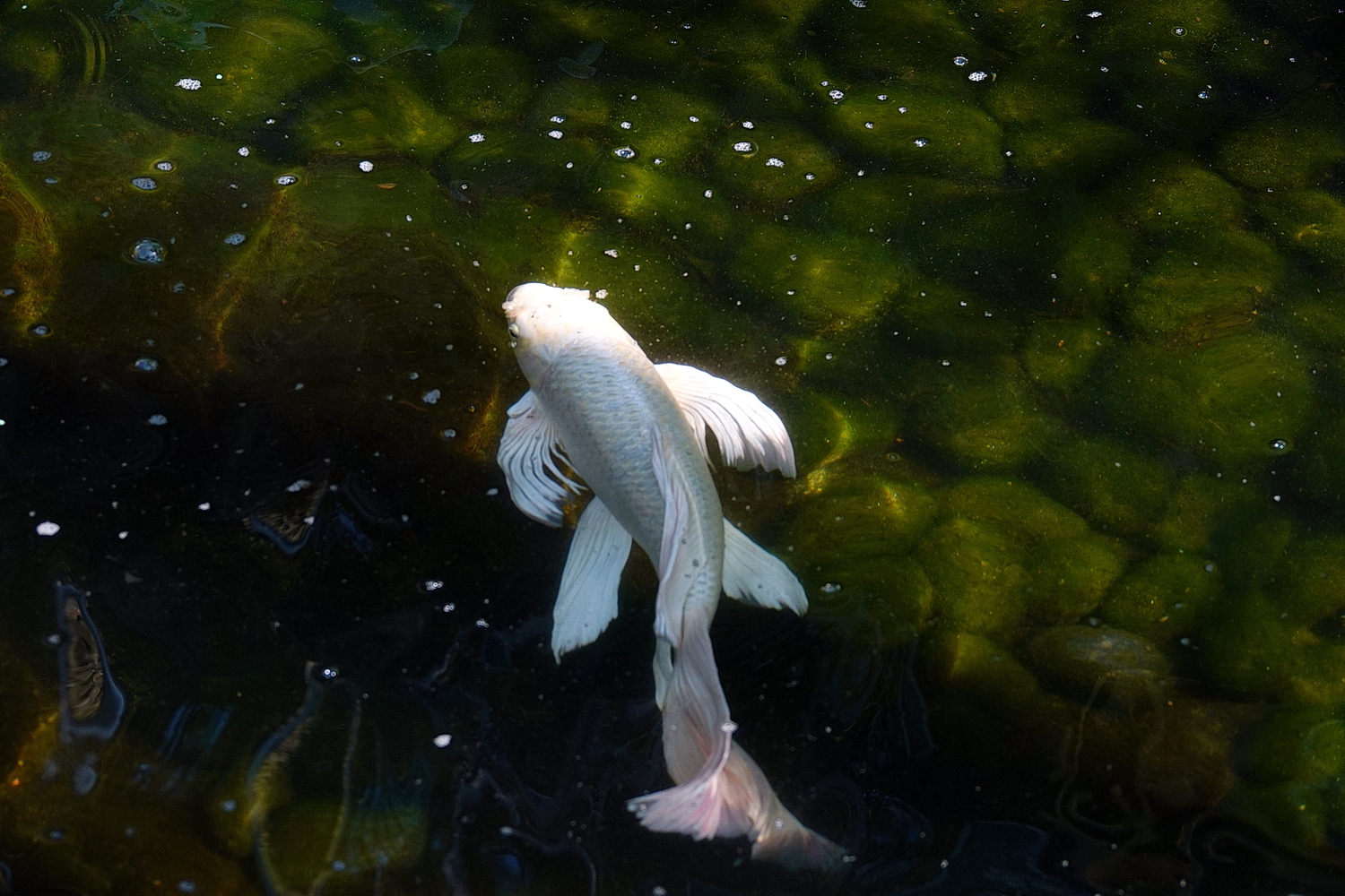 陳永鑑_錦鯉遊緃_20210114d1.jpg