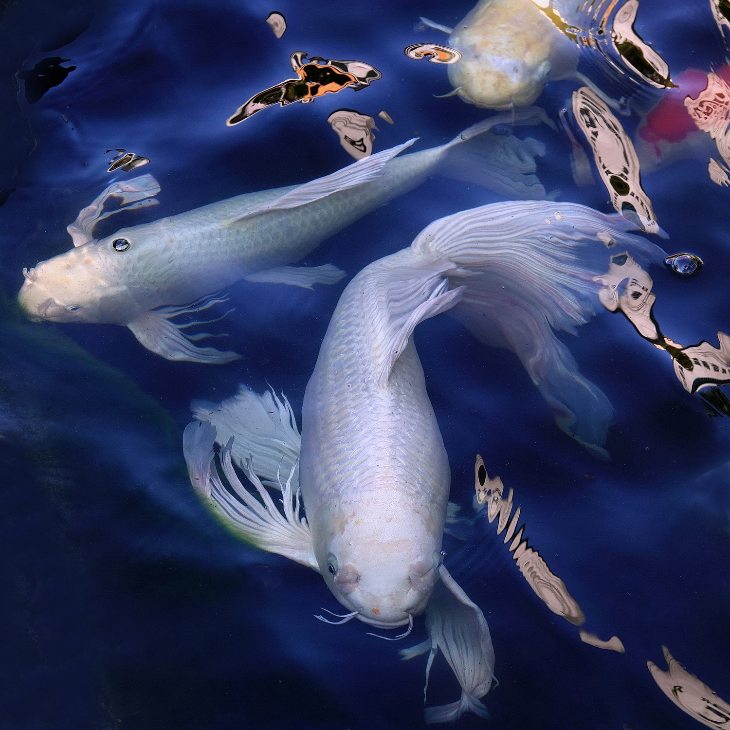 陳永鑑_錦鯉遊緃_20210115h.jpg