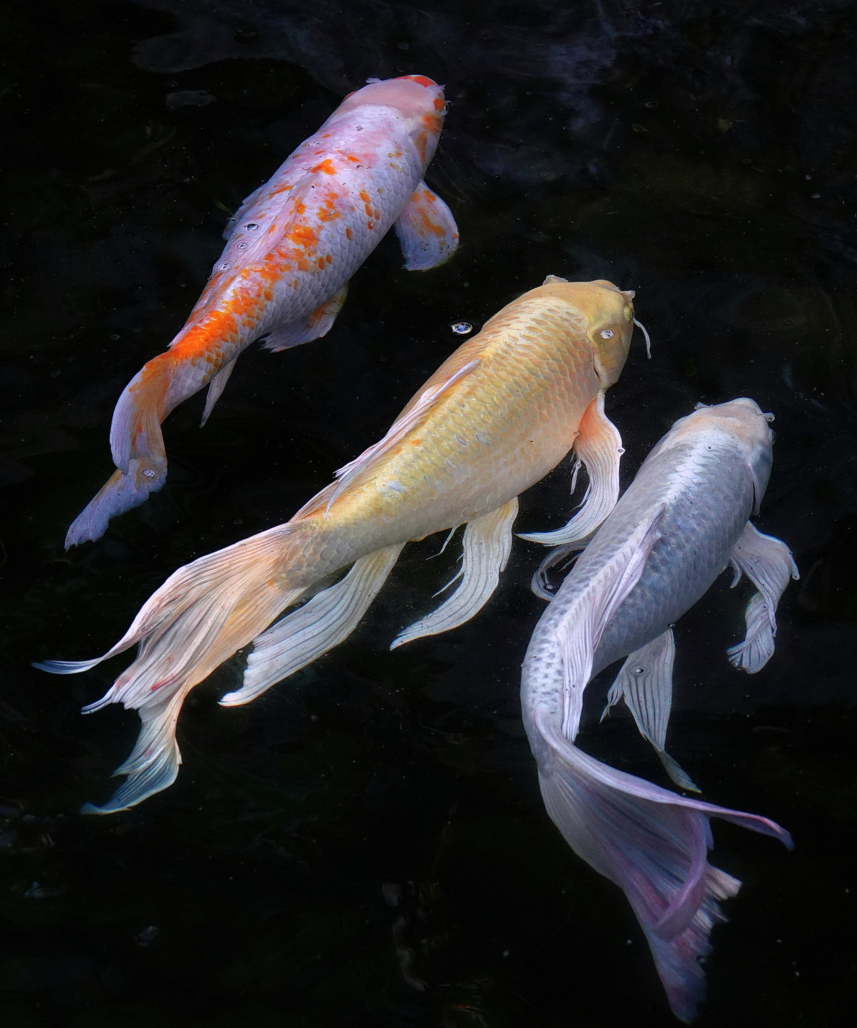 陳永鑑_錦鯉遊緃_20210116h.jpg