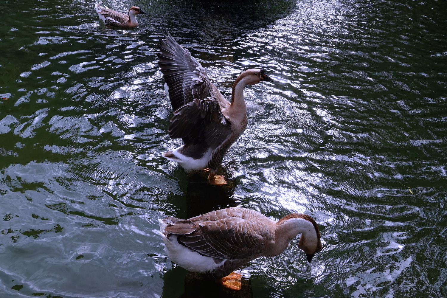 陳永鑑_錦鯉遊緃_20210117c.jpg