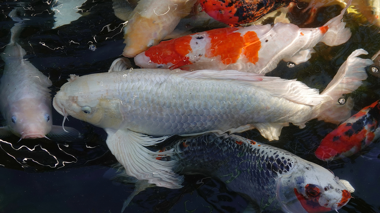 陳永鑑_錦鯉遊緃_20210118j.jpg