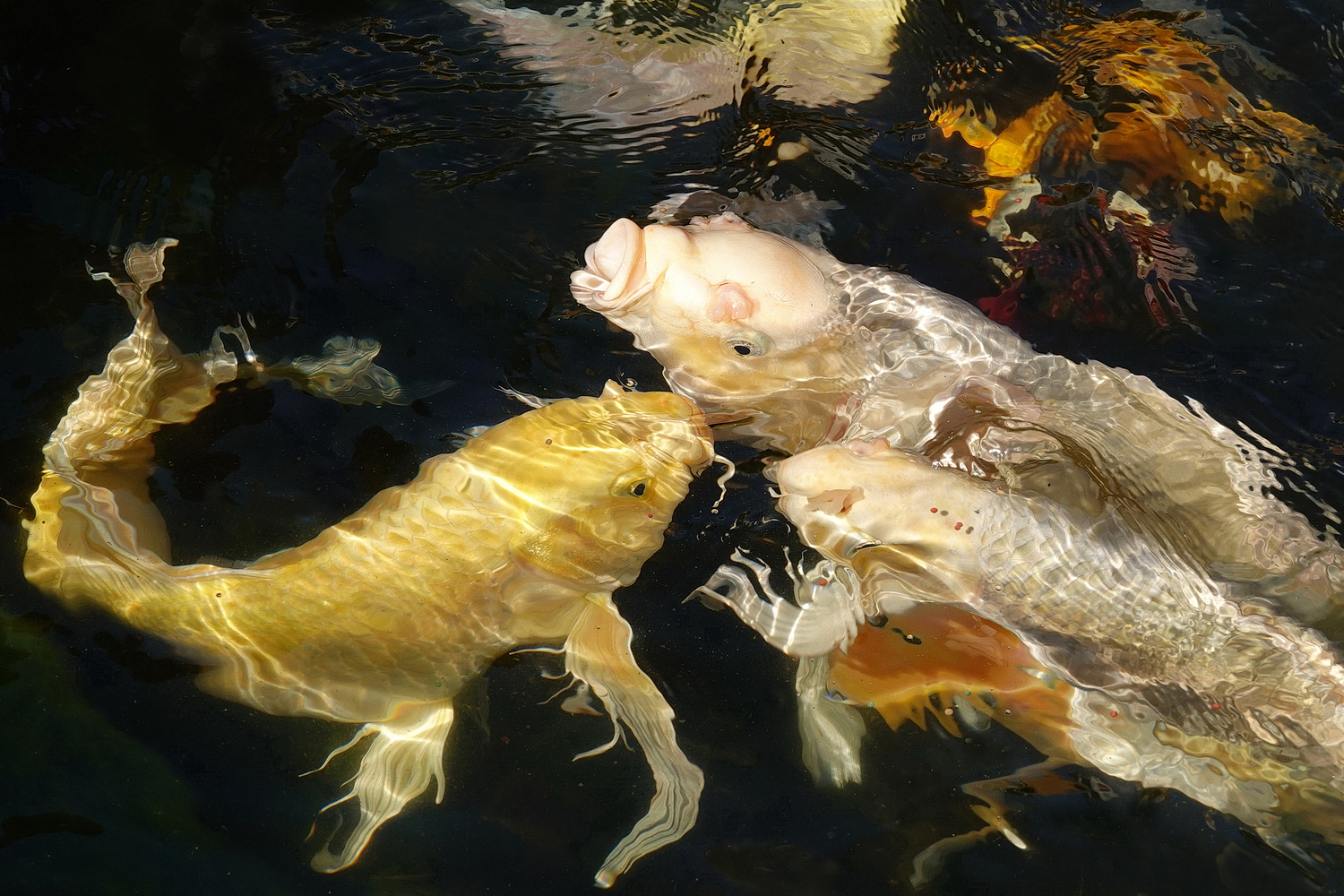 陳永鑑_錦鯉遊緃_20210123c.jpg