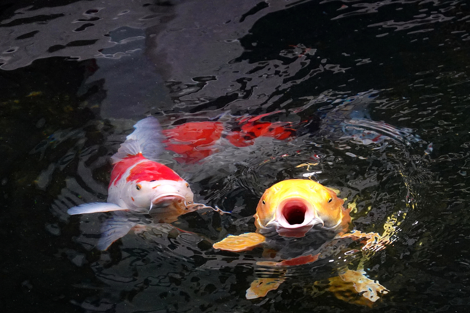陳永鑑_錦鯉遊緃_20210124f.jpg