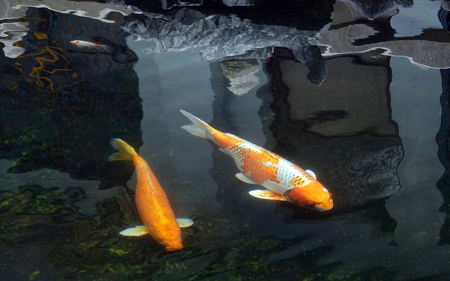 陳永鑑_錦鯉遊緃_20210124e.jpg