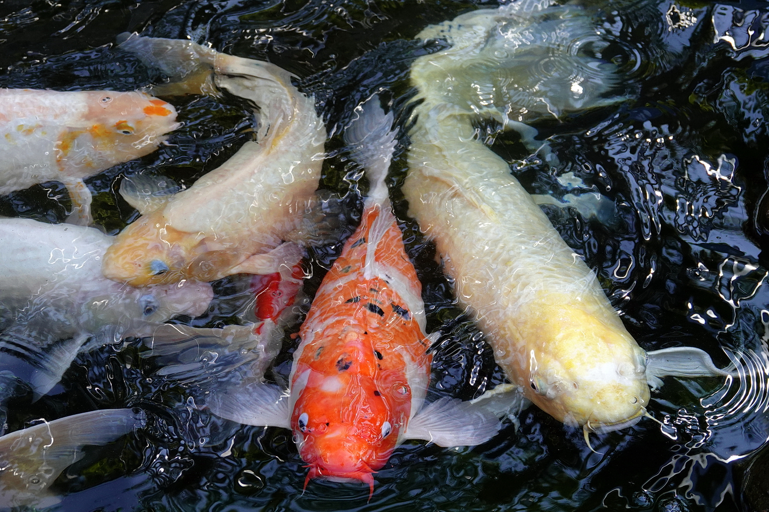 陳永鑑_錦鯉遊緃_20210124c.jpg