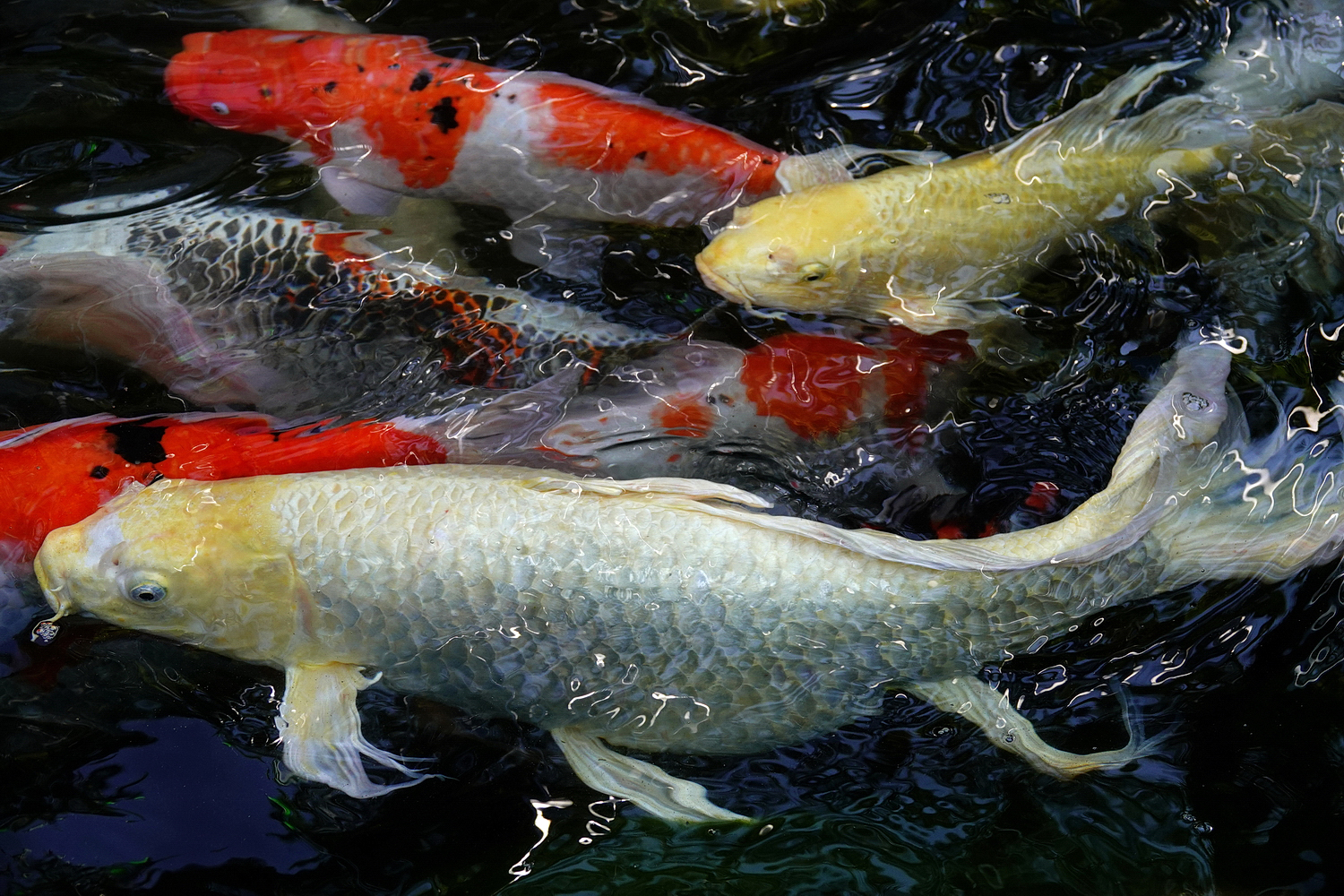 陳永鑑_錦鯉遊緃_20210124b.jpg