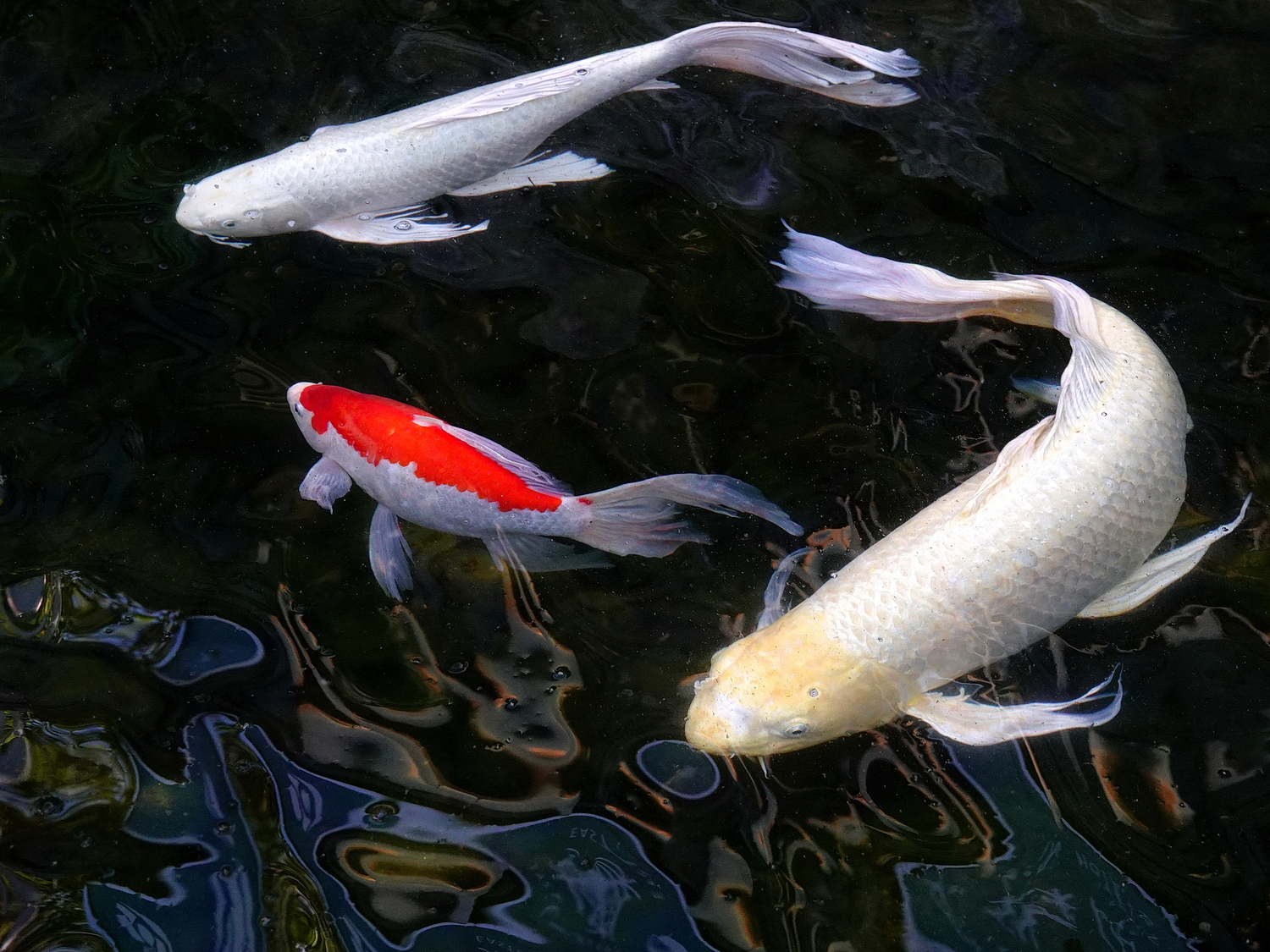 陳永鑑_錦鯉遊緃_20210125h.jpg