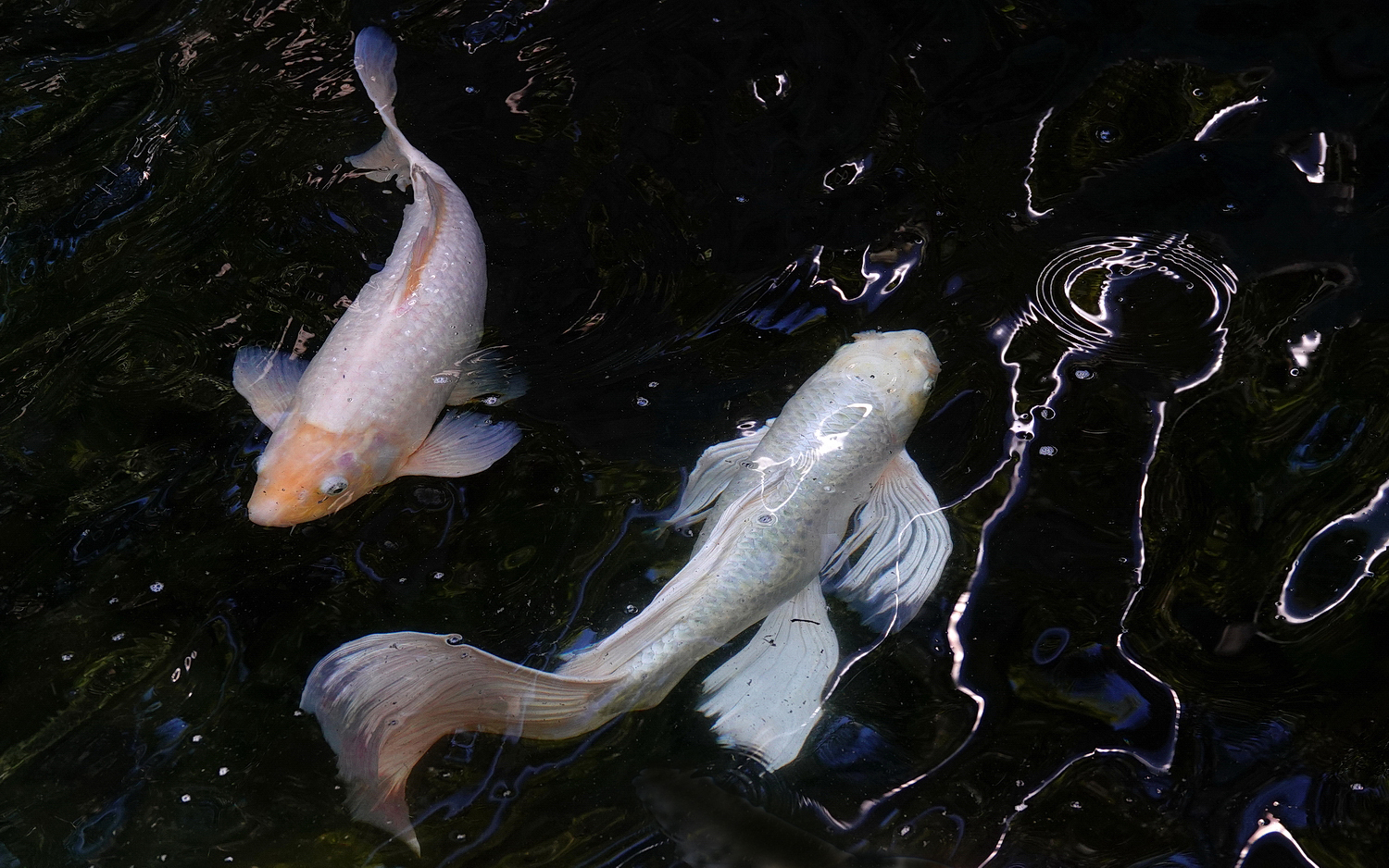 陳永鑑_錦鯉遊緃_20210126h.jpg