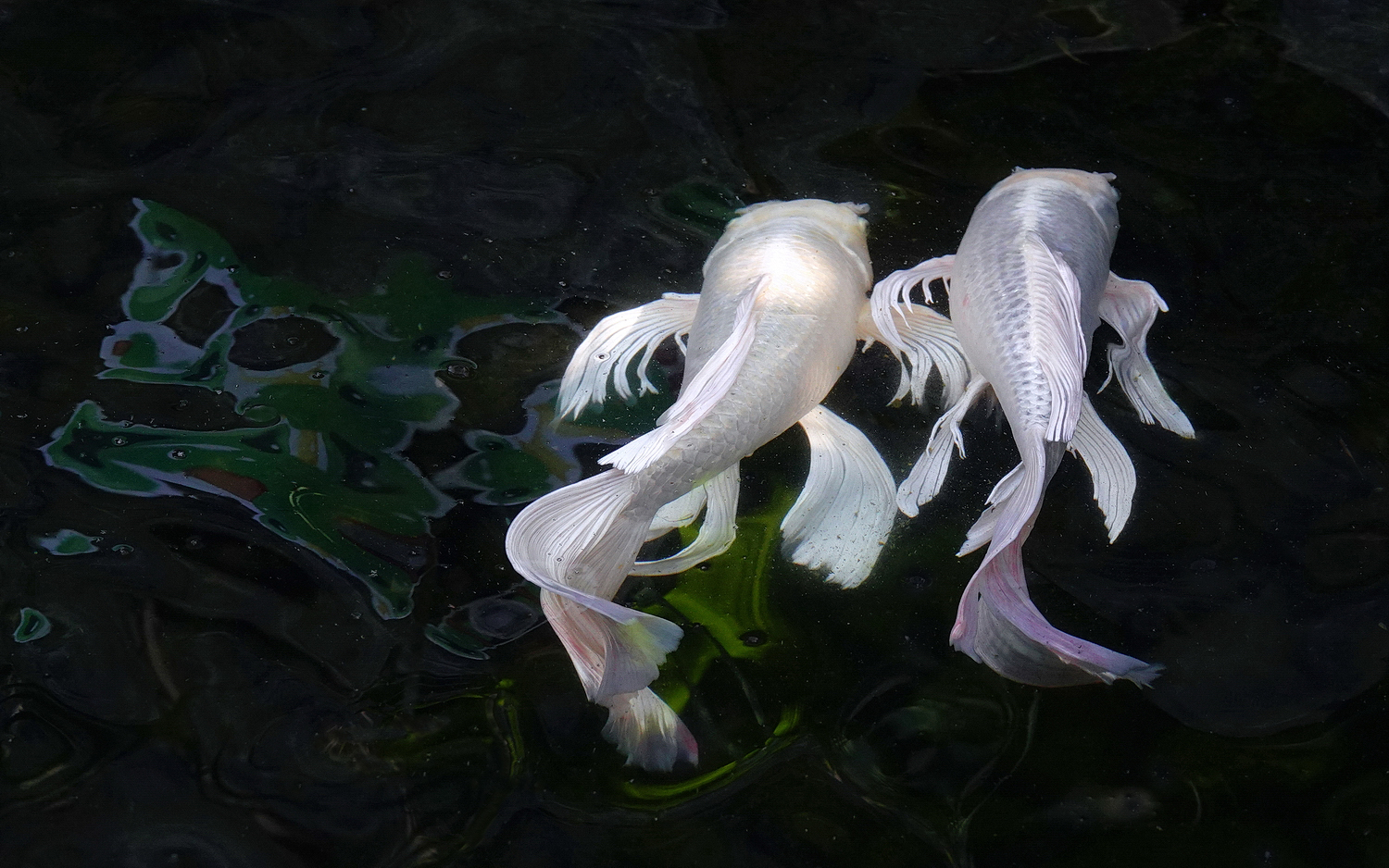 陳永鑑_錦鯉遊緃_20210126c.jpg