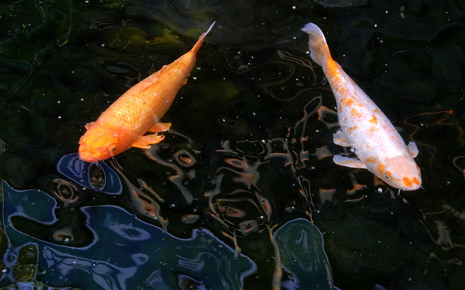 陳永鑑_錦鯉遊緃_20210127c.jpg