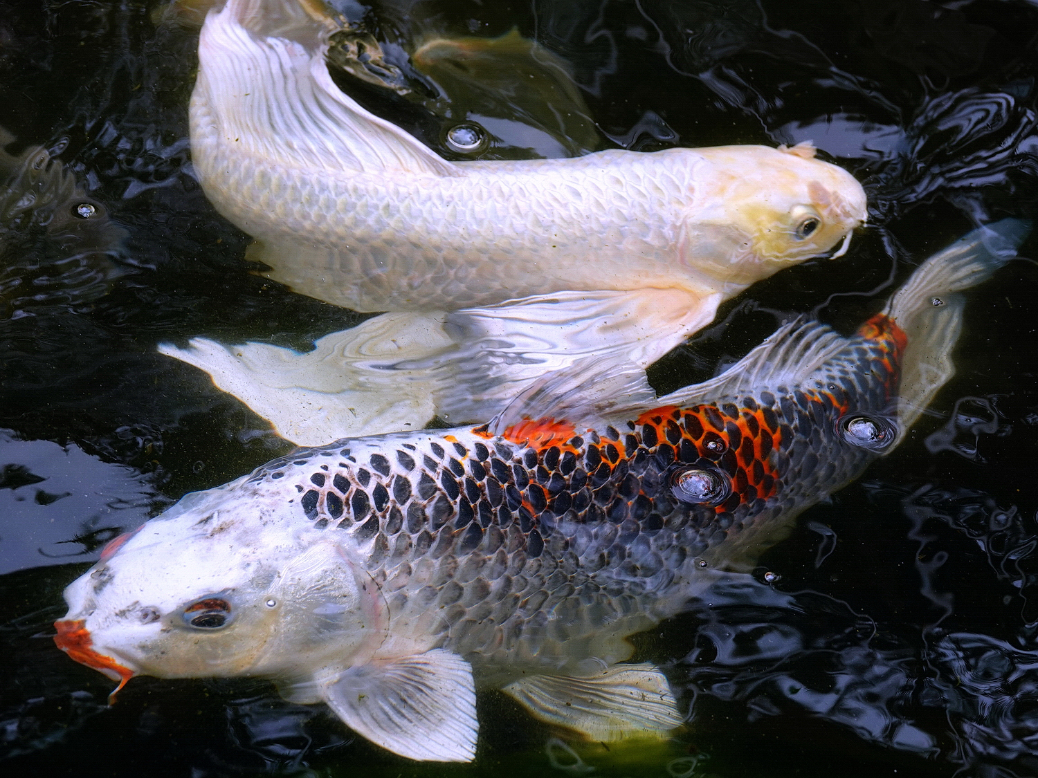 陳永鑑_錦鯉遊緃_20210127o.jpg