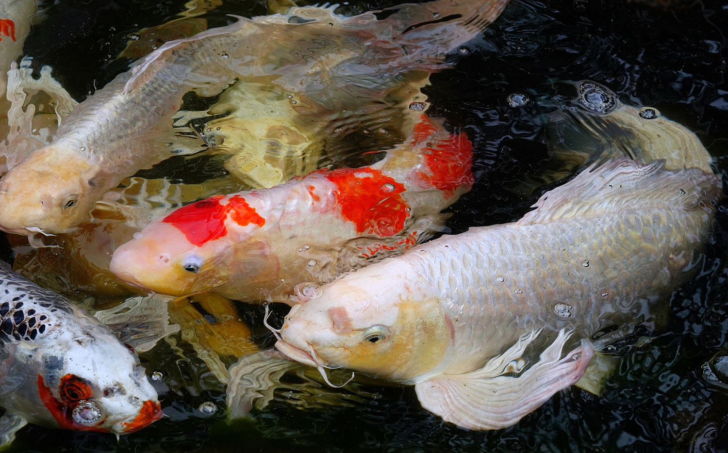 陳永鑑_錦鯉遊緃_20210127k.jpg