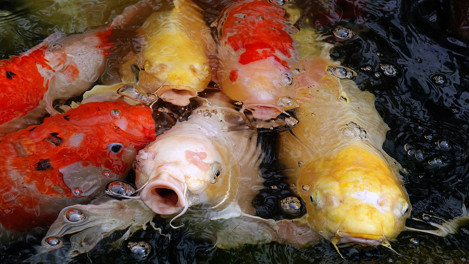 陳永鑑_錦鯉遊緃_20210127v.jpg