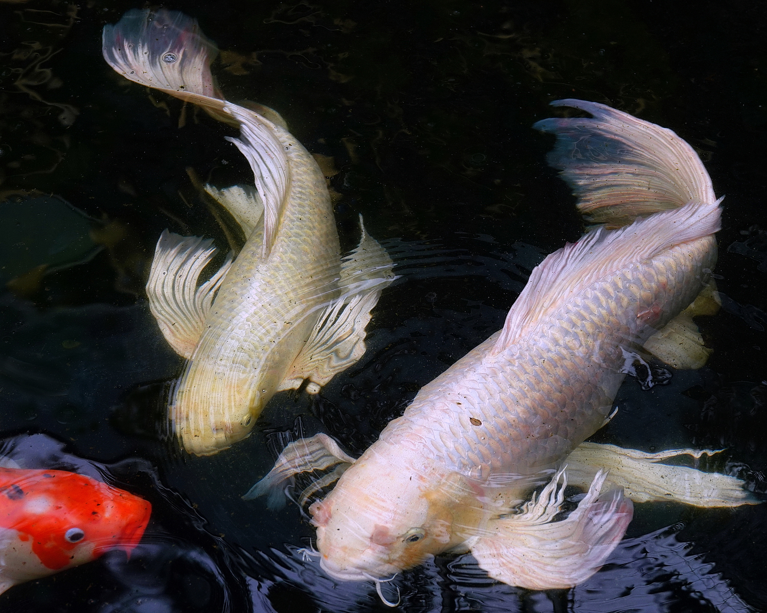 陳永鑑_錦鯉遊緃_20210127z3.jpg