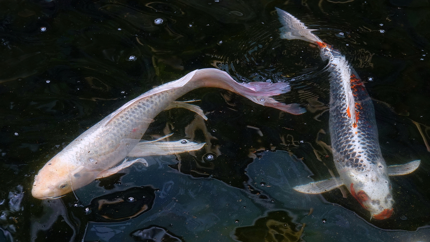 陳永鑑_錦鯉遊緃_20210127z1.jpg