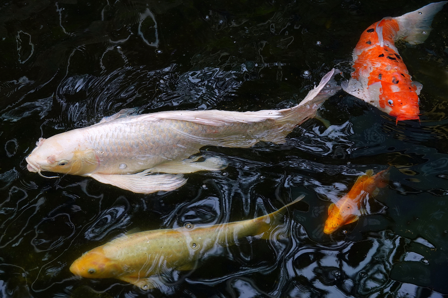 陳永鑑_錦鯉遊緃_20210128c.jpg