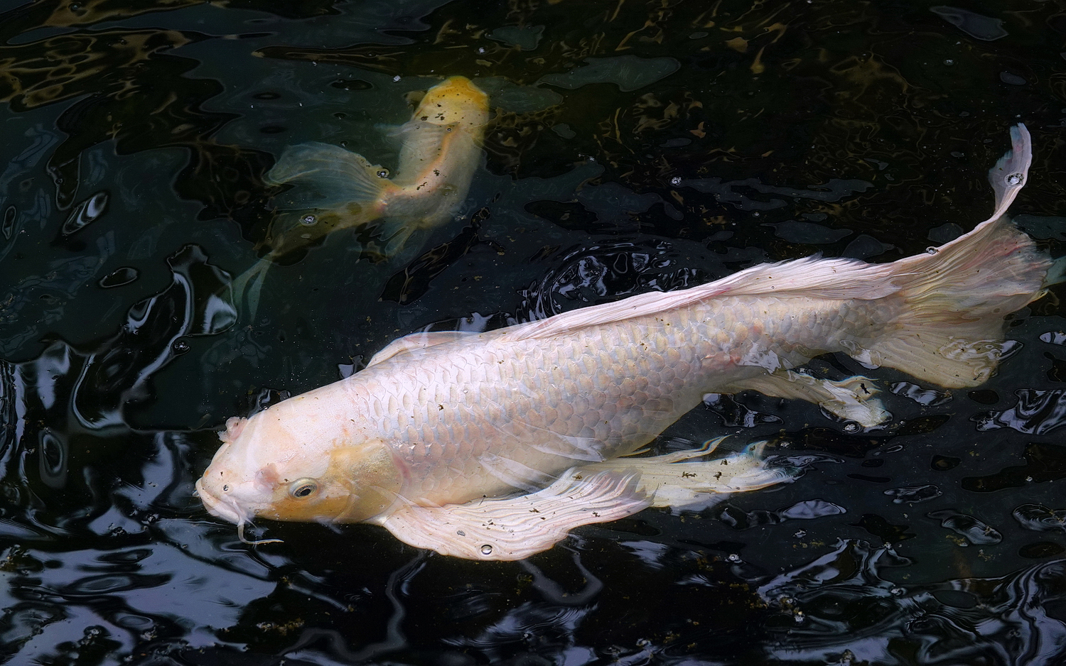 陳永鑑_錦鯉遊緃_20210129f.jpg