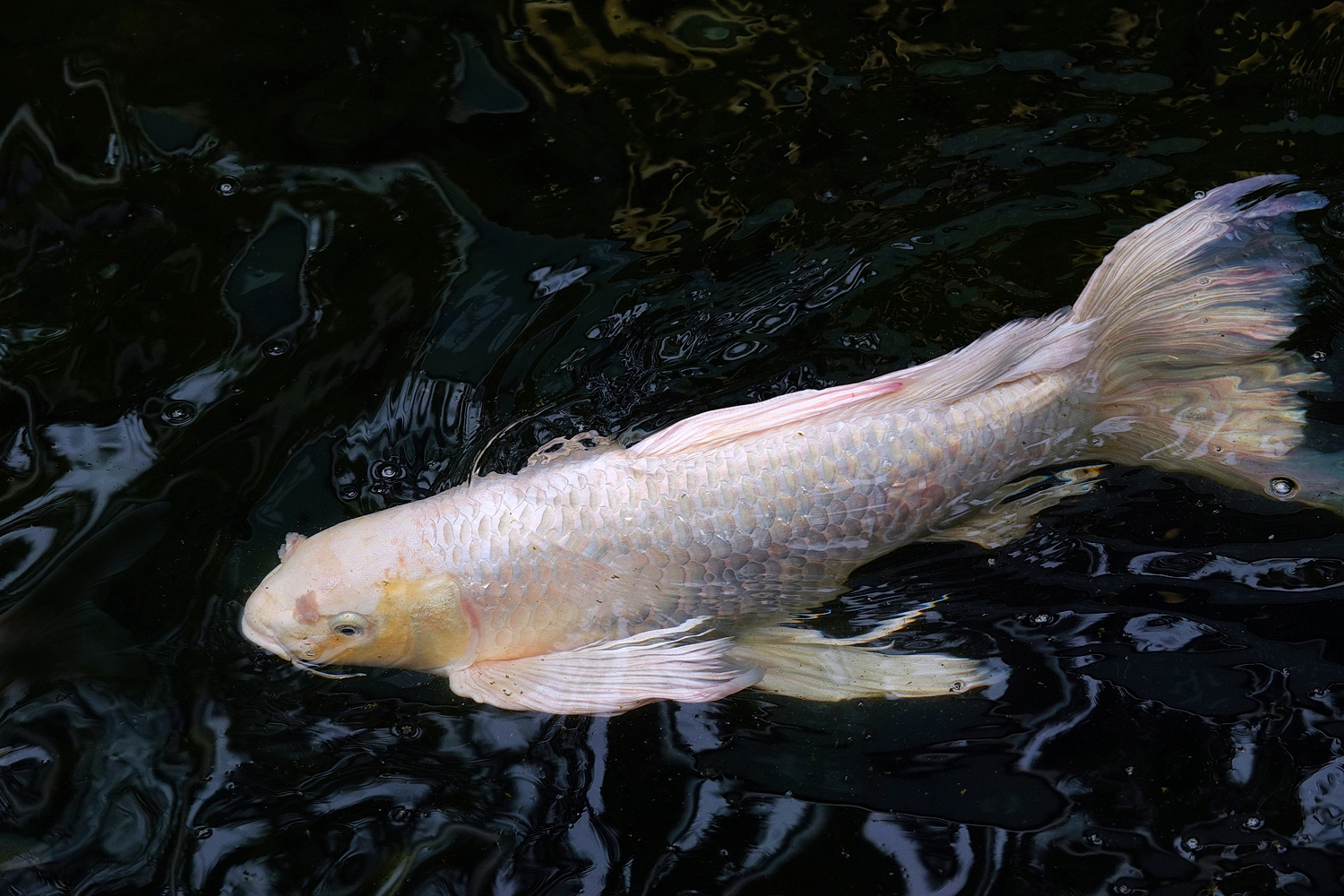 陳永鑑_錦鯉遊緃_20210129c.jpg