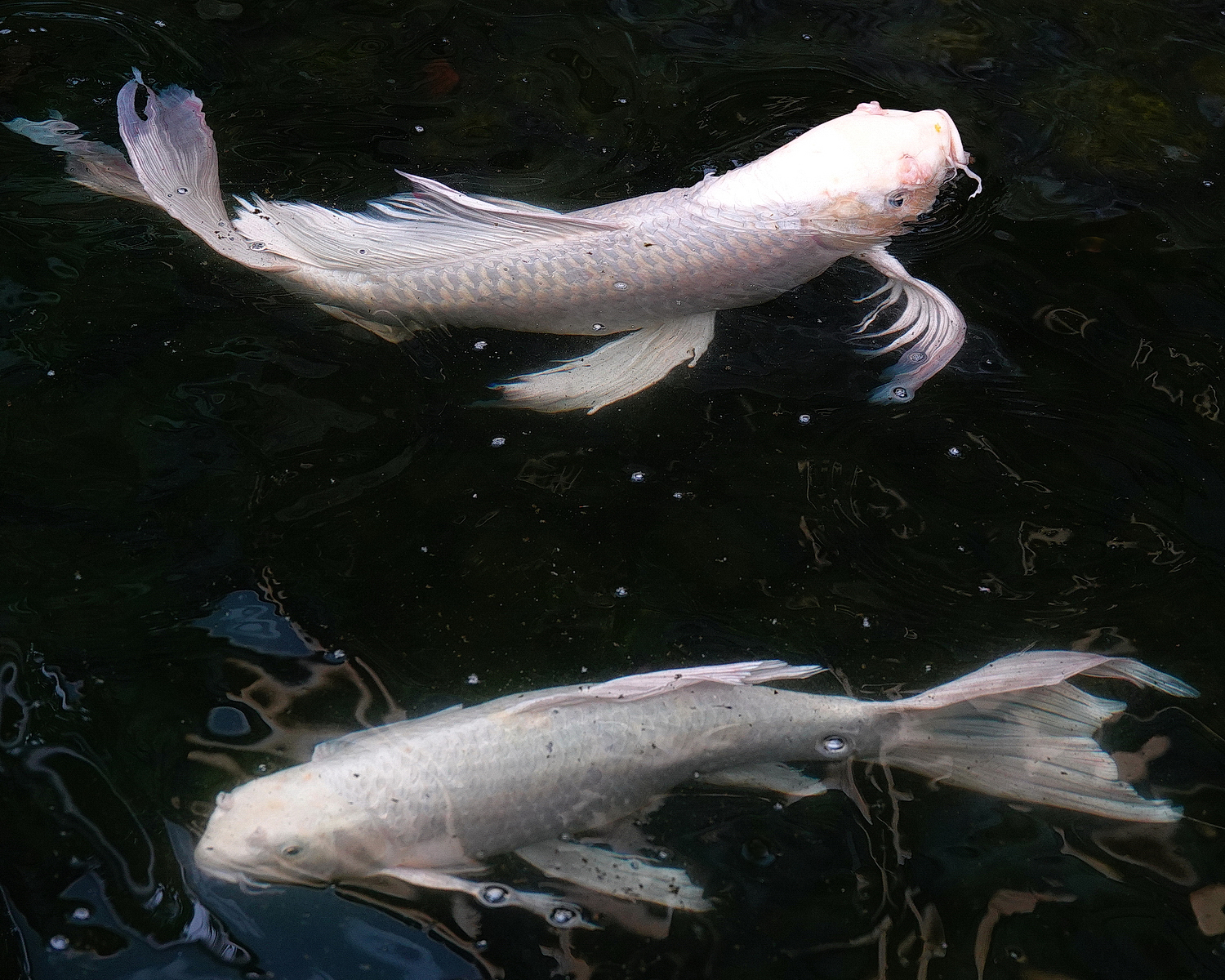 陳永鑑_錦鯉遊緃_20210130f.jpg