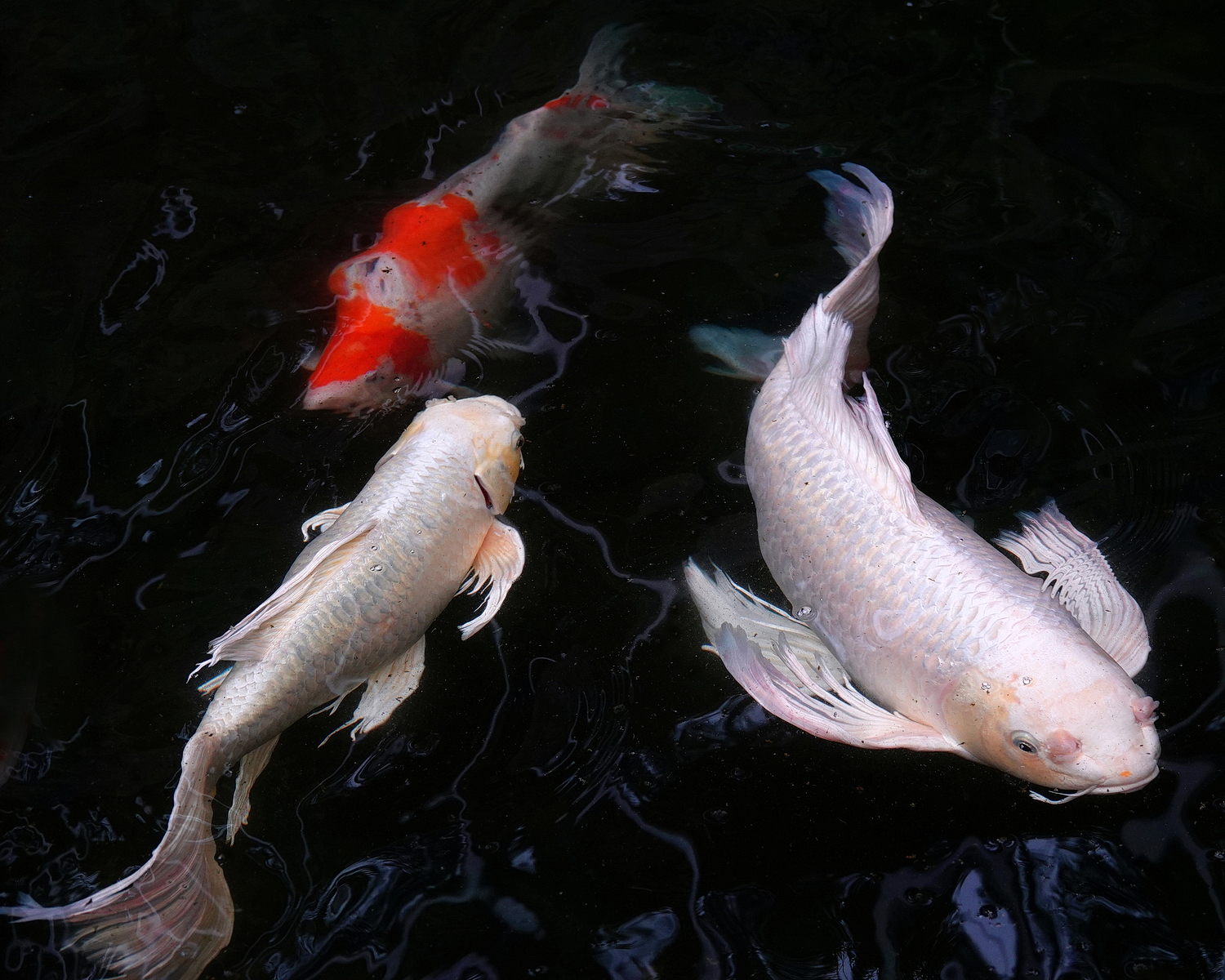 陳永鑑_錦鯉遊緃_20210130t.jpg